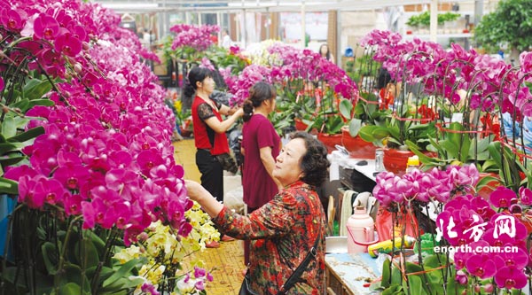 中北鎮打造華北地區最大花卉集散地