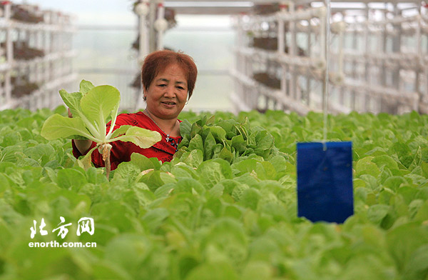 天津推廣“水培”種植蔬菜 採摘回家可水中保鮮