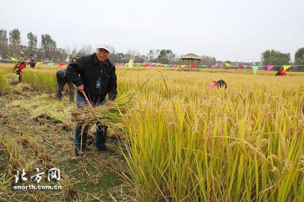 宝坻黄庄稻米节开幕 体验活动众多市民参与其