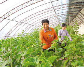 武清大良镇积极调整农业产业结构 促进增产增