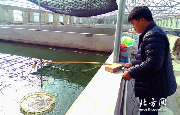 北辰區工廠化養殖水產品 反季銷售鼓了農民荷包