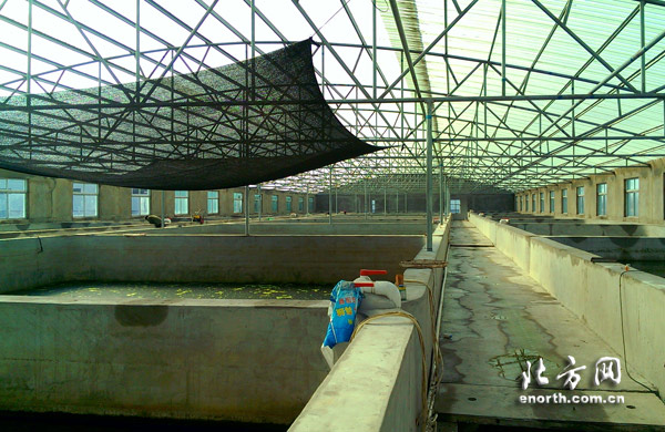 北辰區工廠化養殖水產品 反季銷售鼓了農民荷包