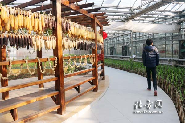 天津特色休閒農業轉型升級 市民樂享津郊假期