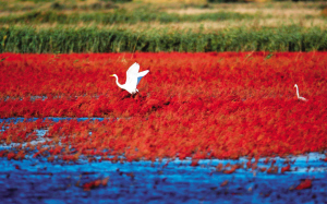 深秋到滨海新区大港湿地自然保护区来看鸟