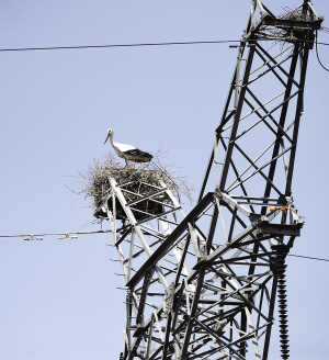 东方白鹳筑巢高压电塔 铺设防护板已有小鸟破壳