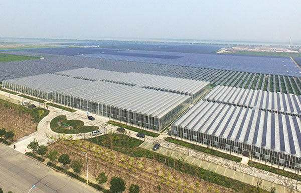 天津最大生态光伏发电项目 屋顶发电室内种菜