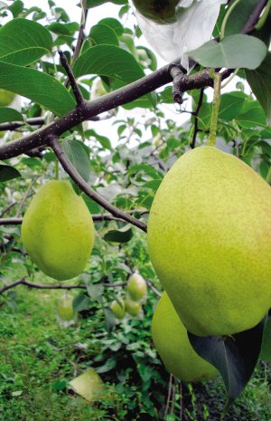 蓟州区罗庄子镇红香酥梨下树 产量为近十年高