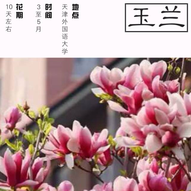 天津高校赏花大PK 到校园与春天来场浪漫邂逅！
