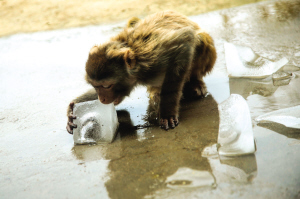 冰块喷淋感觉倍儿爽！天津动物园开启防暑模式 
