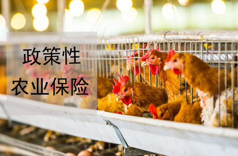 天津政策性农险增加新险种 护航蛋鸡养殖业