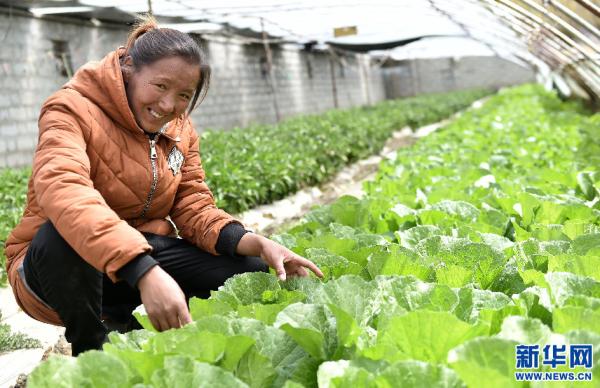 几月份种菜种什么最好 00409572159_i1000600000600a0_3694af88.jpg