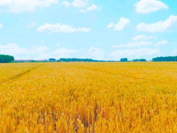 大国“粮”策｜武清：43.8万亩小麦开镰收割