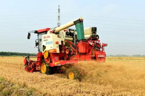 大国“粮”策｜武清：43.8万亩小麦开镰收割