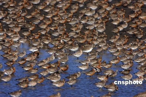 鸭绿江口湿地国际观鸟节万鸟飞舞(图)-湿地,鸭绿江