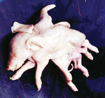 老母豬產下十字型怪胎 一個頭兩隻尾八條腿(圖)