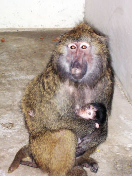 动物园繁殖珍稀动物大突破 绿狒狒幼崽成活(图)