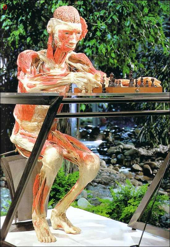 全球7000多人献身尸体艺术死后成标本图