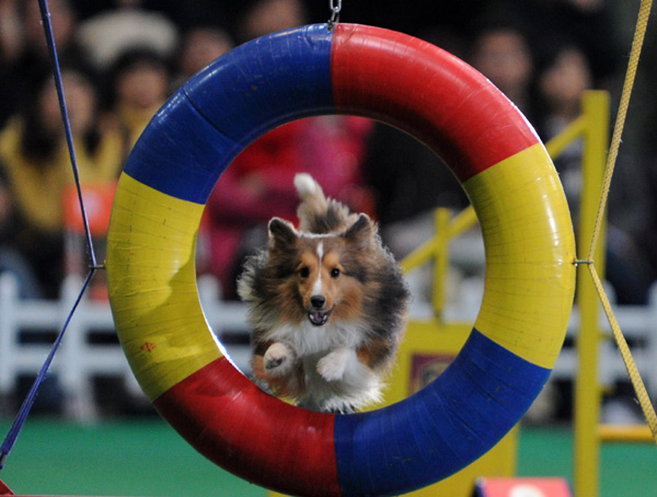 世界名犬嘉年华:名犬进行精彩表演-名犬|狗狗-北方网-新闻中心