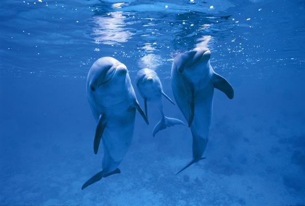 企鹅北极熊白鲸海豚 认养他们您准备好了吗?