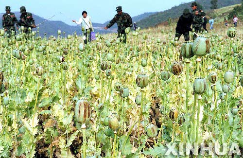 中国官员赴缅甸谈合作禁毒 推动罂粟替代种植-缅甸,禁毒-北方网-新闻