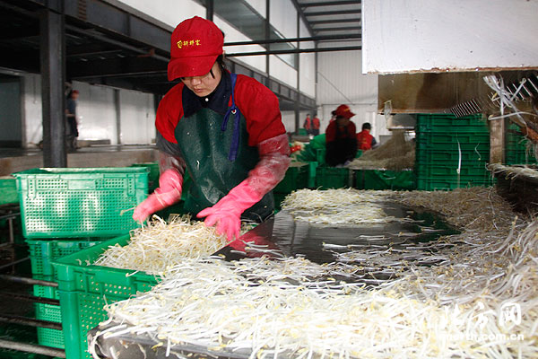 北方网记者走进放心豆芽菜企业四招鉴别好豆芽