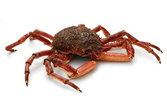 的采石场中发现8种远古甲壳纲动物,其中包括迄今世界上最古老的蜘蛛蟹