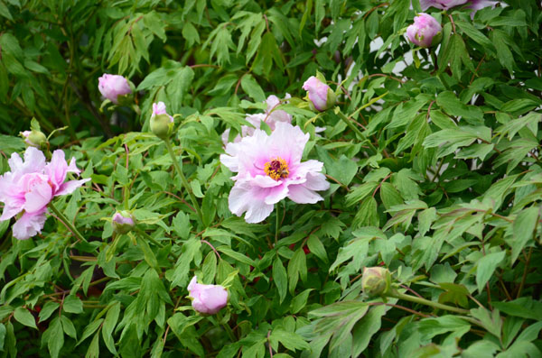苏北盐城便仓镇的枯枝牡丹,与琼花,并蒂莲一道,被誉为江苏三绝,花中