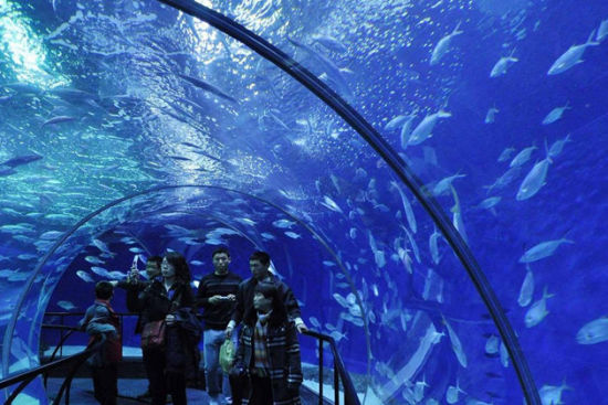 正因為海洋水族館世上為數不多,所以到上海旅遊的老外們也不願放棄到