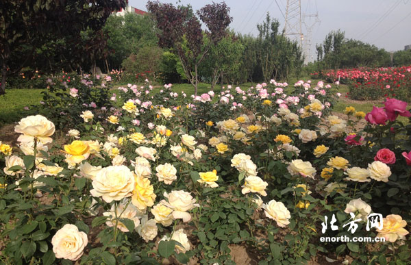 天津评选出市树王八大月季景点出炉图