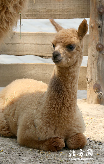天津首次成功繁殖"神兽" 超萌小羊驼六一亮相