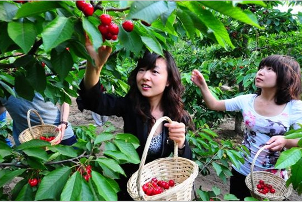 盘点北京京郊樱桃采摘种植园 送走了草莓迎接红樱桃吧