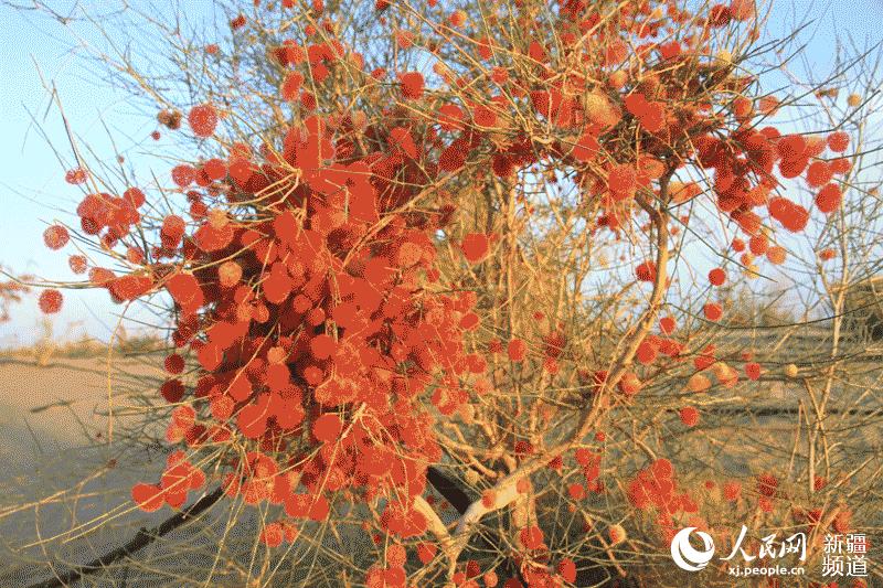 沙拐枣,系灌木,发芽率高,生长快,在沙地水分条