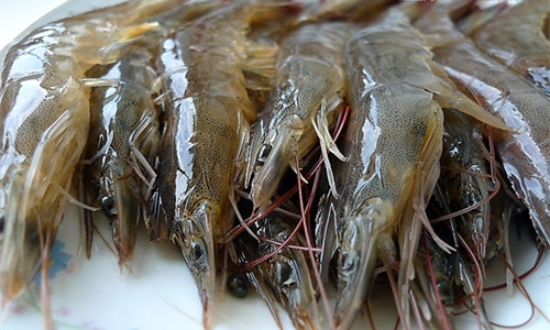 对虾近期销售不理想 后市有望回暖