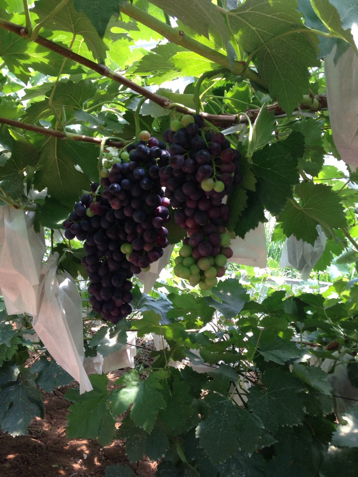 采摘正当时 张家窝九百禾葡萄园将迎第二届采摘节