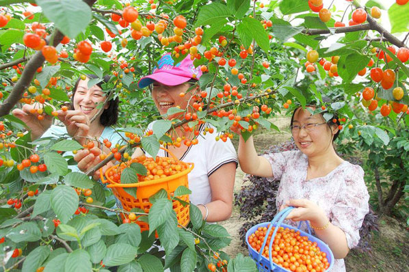 吃在東麗:秋季將至果蔬採摘備受市民追捧