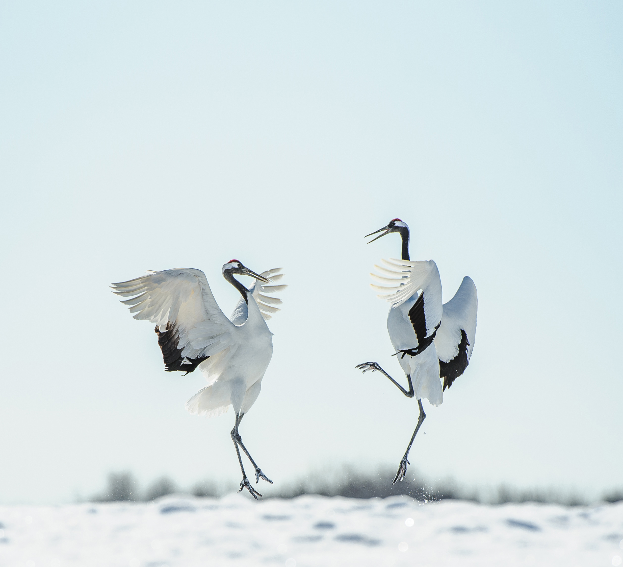 鹤舞雪原:哈尔滨—大庆—齐齐哈尔