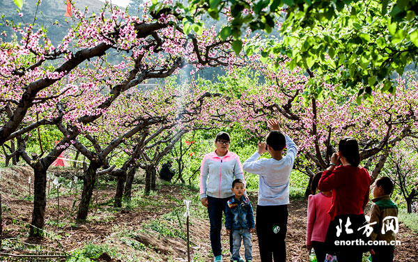 第二届蓟县出头岭镇安坪桃花源桃花节开幕