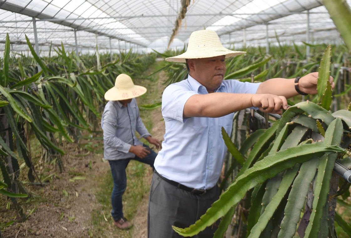 陈照米和他的火龙果"宝宝"