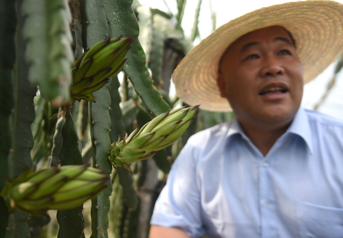 陈照米和他的火龙果"宝宝"