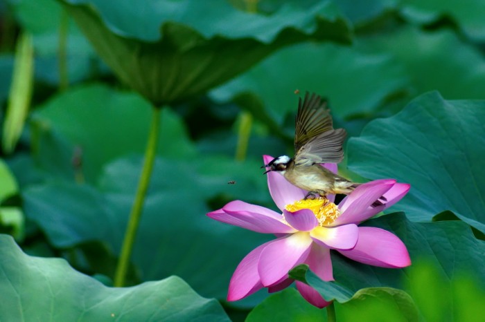 白頭鵯在人民公園