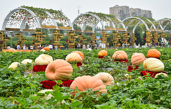 8月12日,参观者在第十五届长春农博会现场参观展出的巨型南瓜.