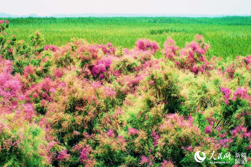 新疆博斯騰湖溼地紅柳花編織夏季