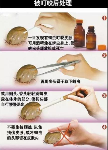 天津有人被这种东西咬伤 外地有人因此而丧命