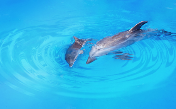 华北地区第一只小海豚九贝诞生天津海洋馆