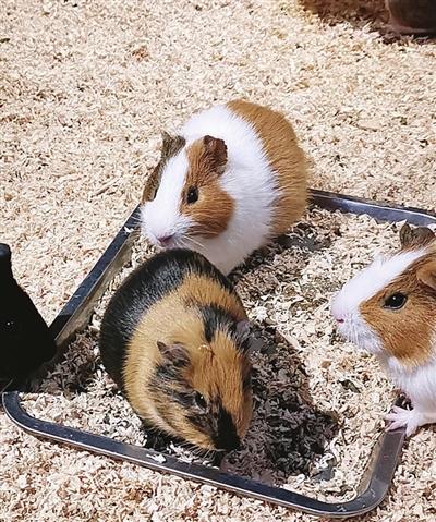 观赏区五花八门的动物们