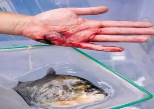 食人鲳亦称作水虎鱼,又名食人鱼.为南美洲河流内的一类杂食性淡水鱼.