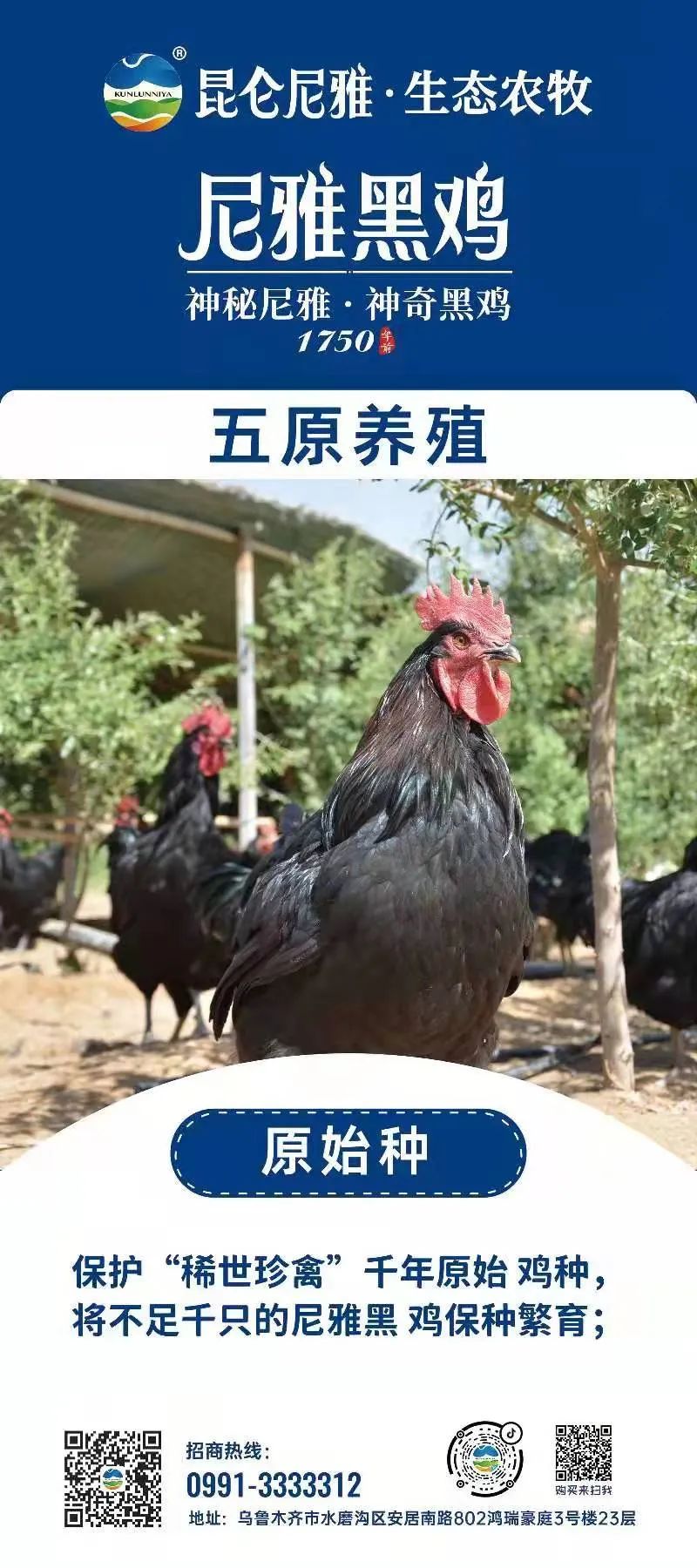 乡村振兴 携手同行 | 每日推荐:新疆特色产品——和田民丰尼雅黑鸡