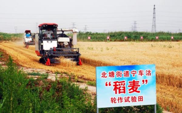 北塘街道宁车沽稻麦轮作试验田150亩小麦开镰收割,这是北塘街道第一年