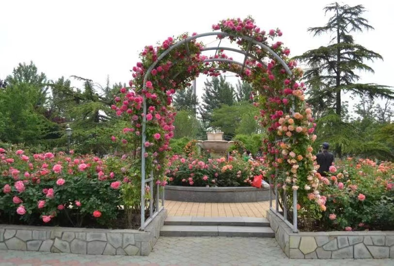 河北区月秀园被命名为首批天津精品月季园