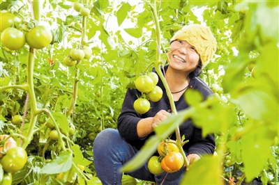 农业园里采收忙-新闻中心-北方网